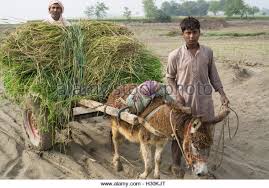 donkey in rural life
