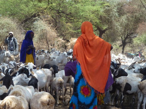 Borana women with sheep and goats at a traditional deep well water source, Garba Tulla, Isiolo, Kenya (photo credit: ILRI/Fiona Flintan).