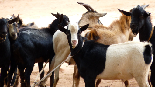 Goats in Mozambique awaiting sale (photo credit: ILRI/Yvane Marblé).